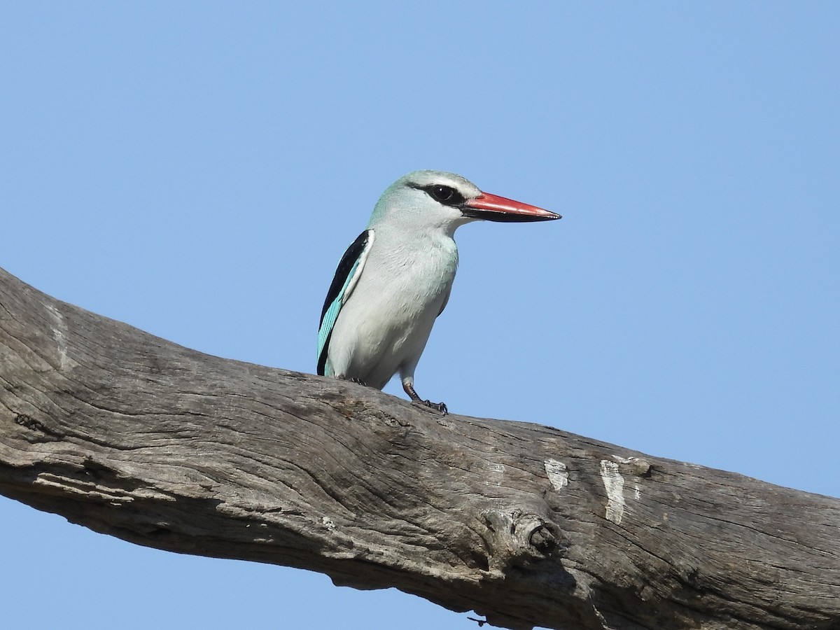 Woodland Kingfisher - ML645400306