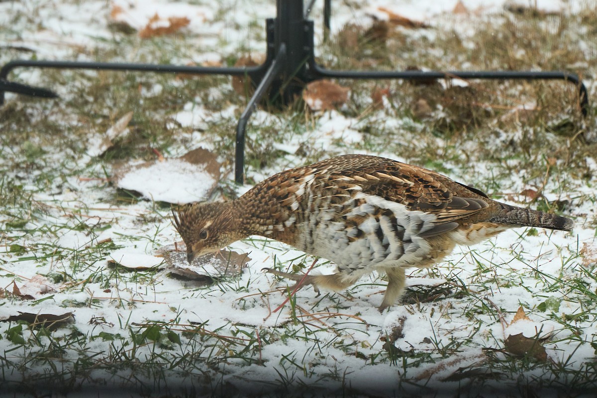 Ruffed Grouse - ML645400307