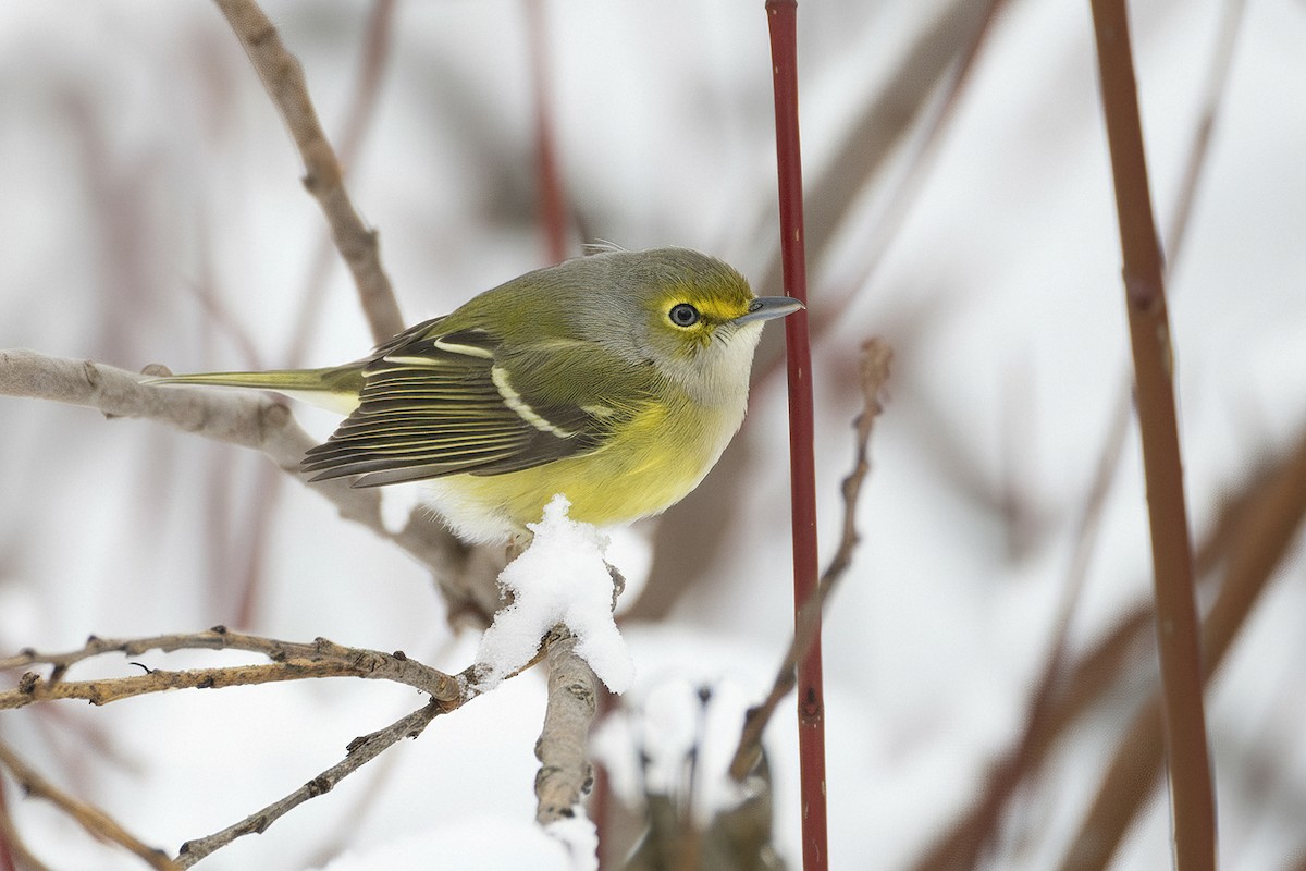 White-eyed Vireo - ML645400311