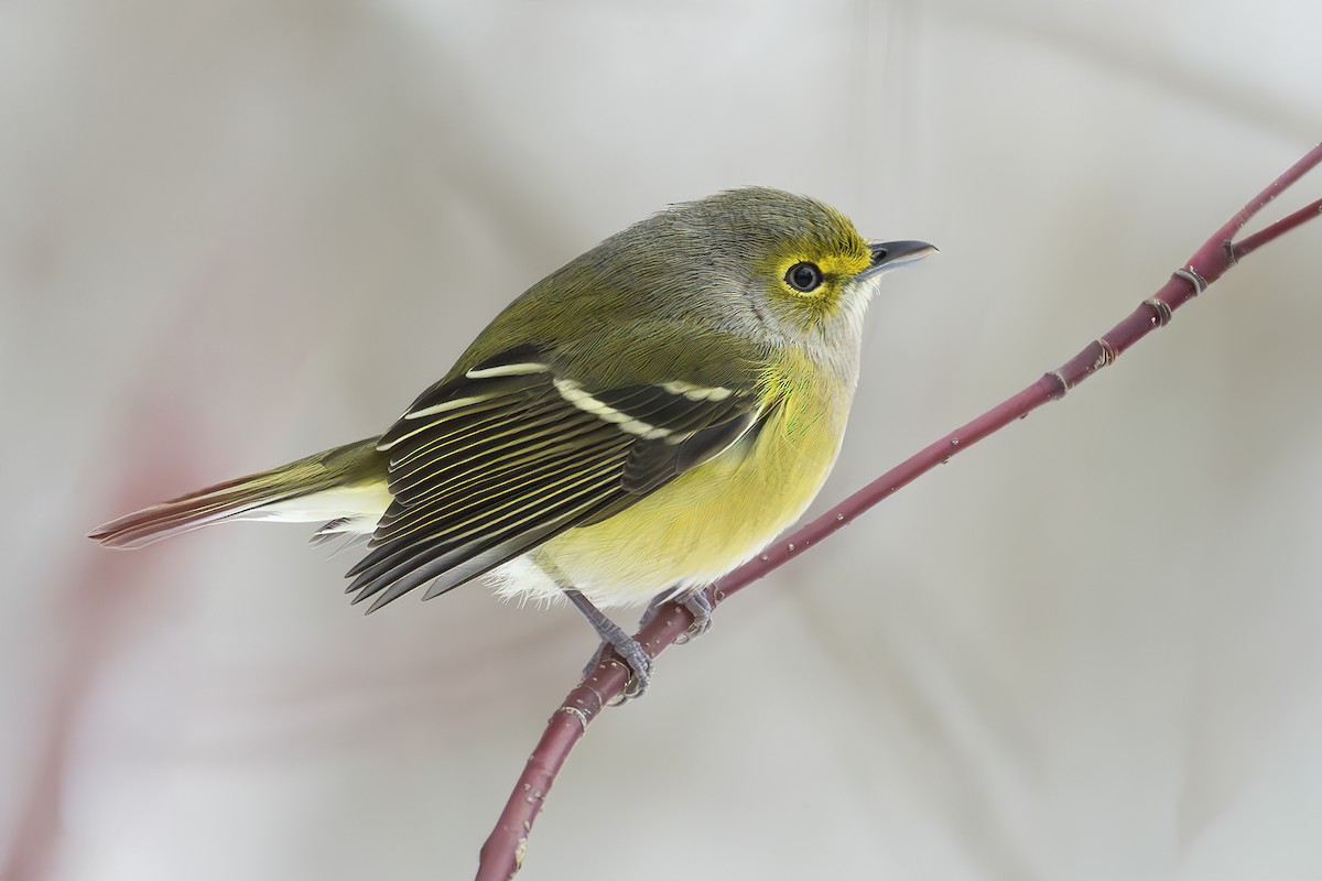 White-eyed Vireo - ML645400312