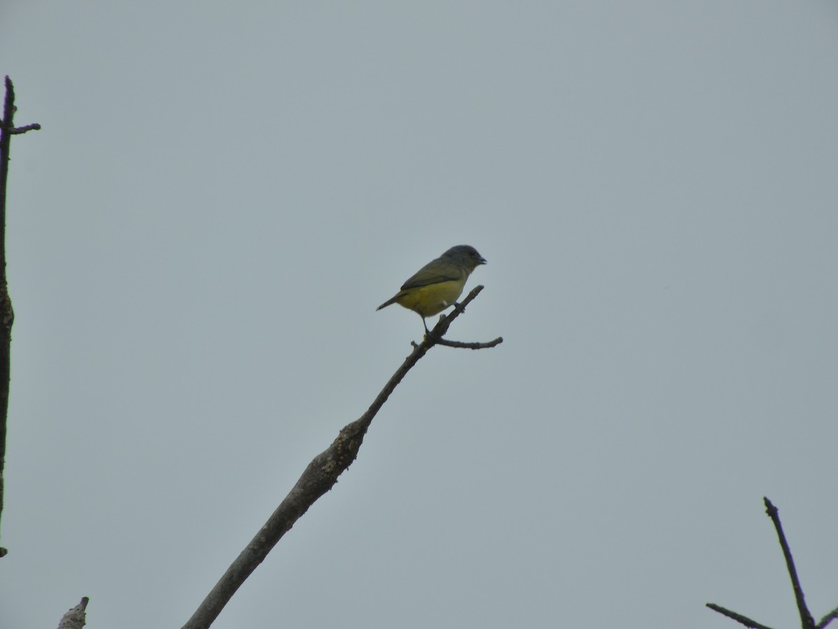 Organiste de brousse - ML645400318