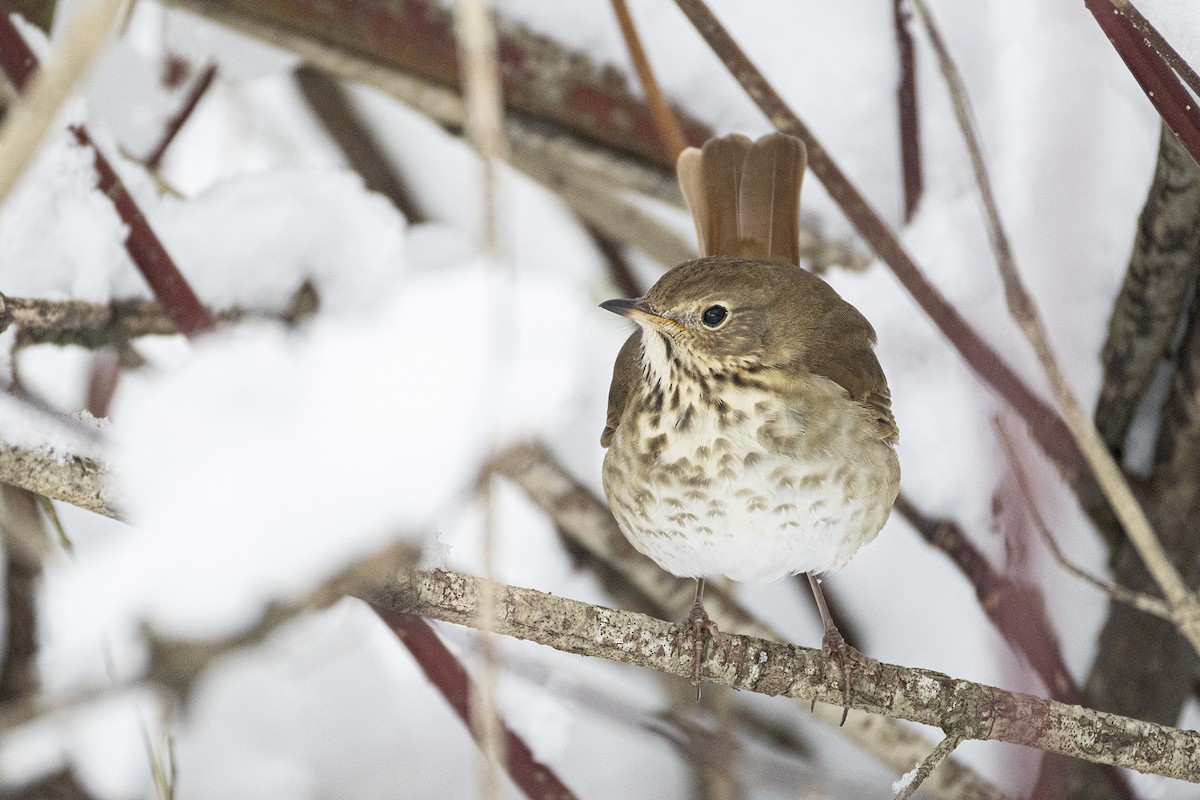 Tordo di Pallas - ML645400323