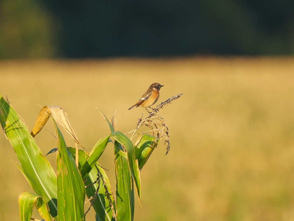 European Stonechat - ML645400328