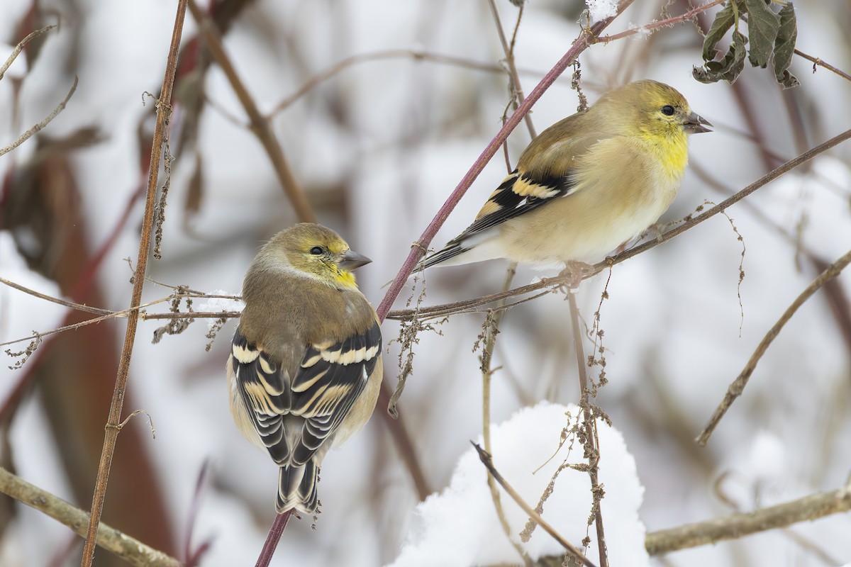 American Goldfinch - ML645400331