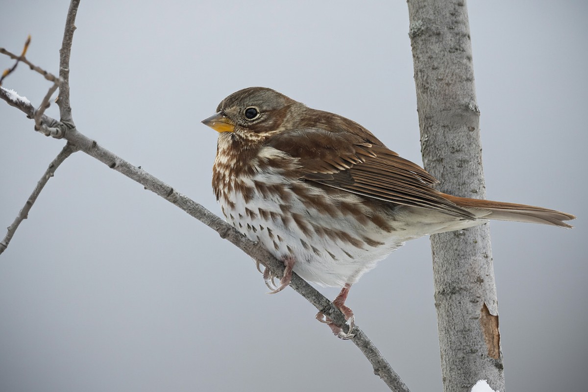 Passerella variabile - ML645400333