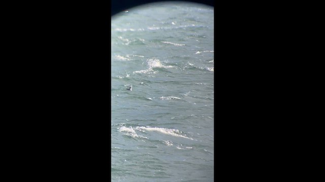 Pacific Loon - ML645400336