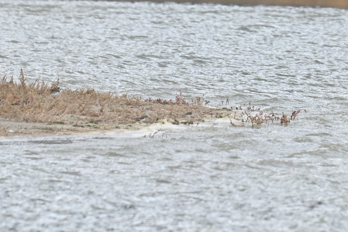 Correlimos sp. - ML645400344