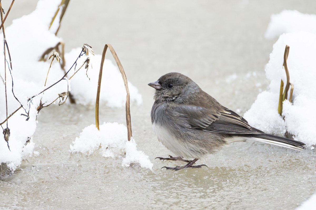 Dark-eyed Junco - ML645400347
