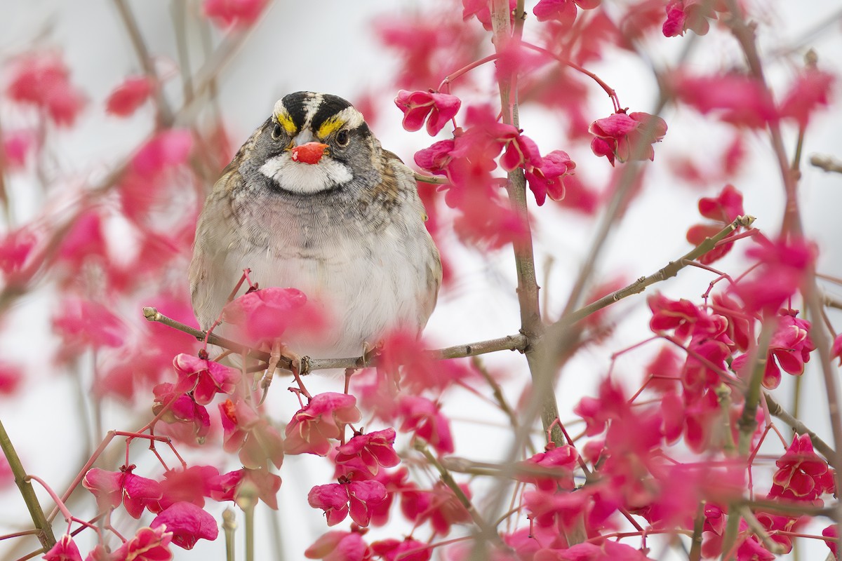 White-throated Sparrow - ML645400349