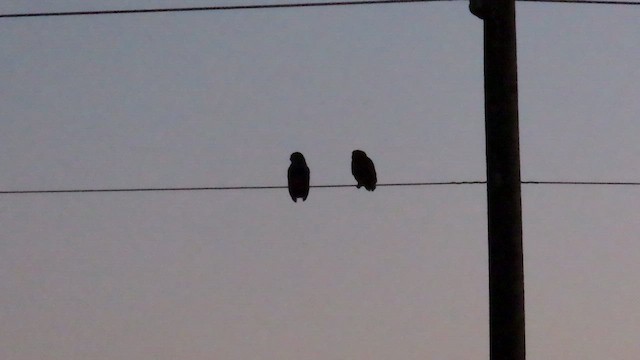 Пугач віргінський - ML645400357