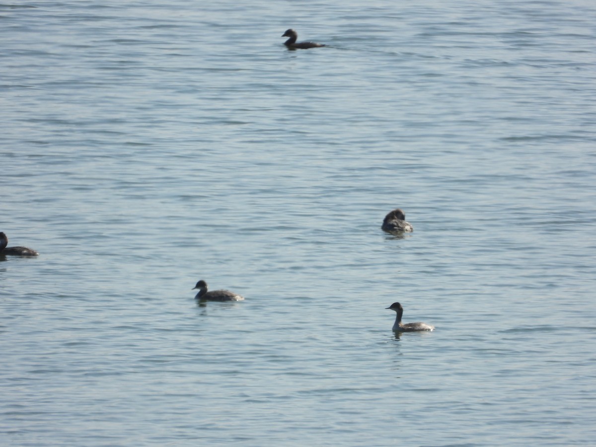 potápka černokrká - ML645400360