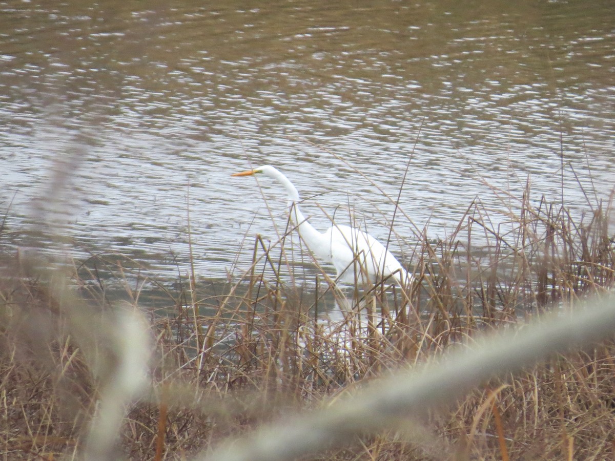 Great Egret - ML645400368