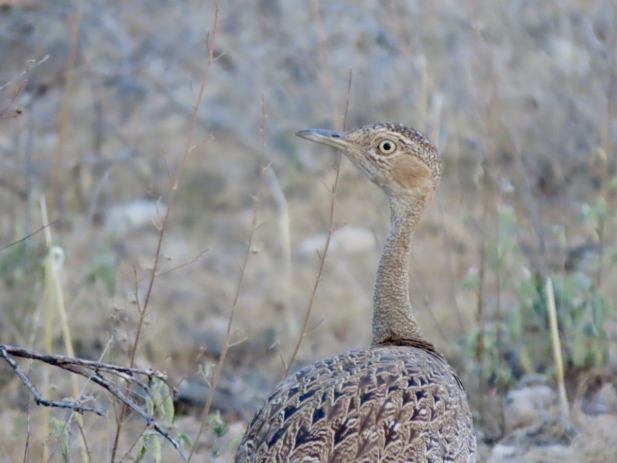 Outarde d'Oustalet - ML645400369