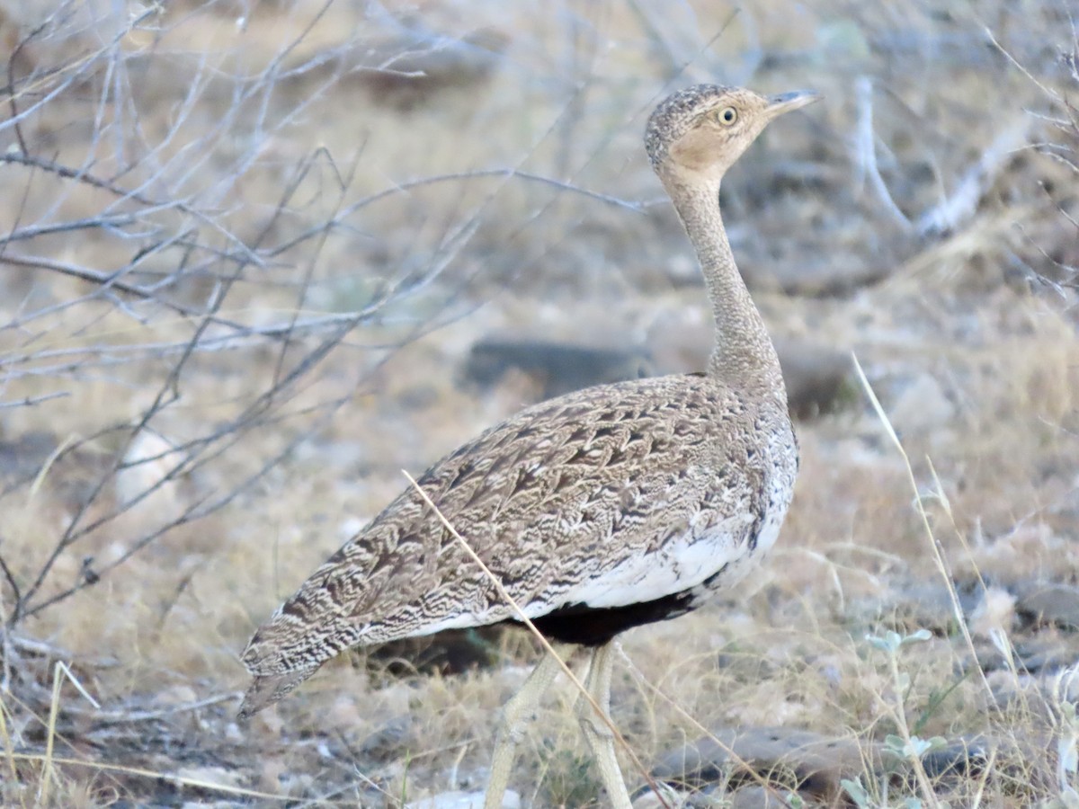 Outarde d'Oustalet - ML645400370