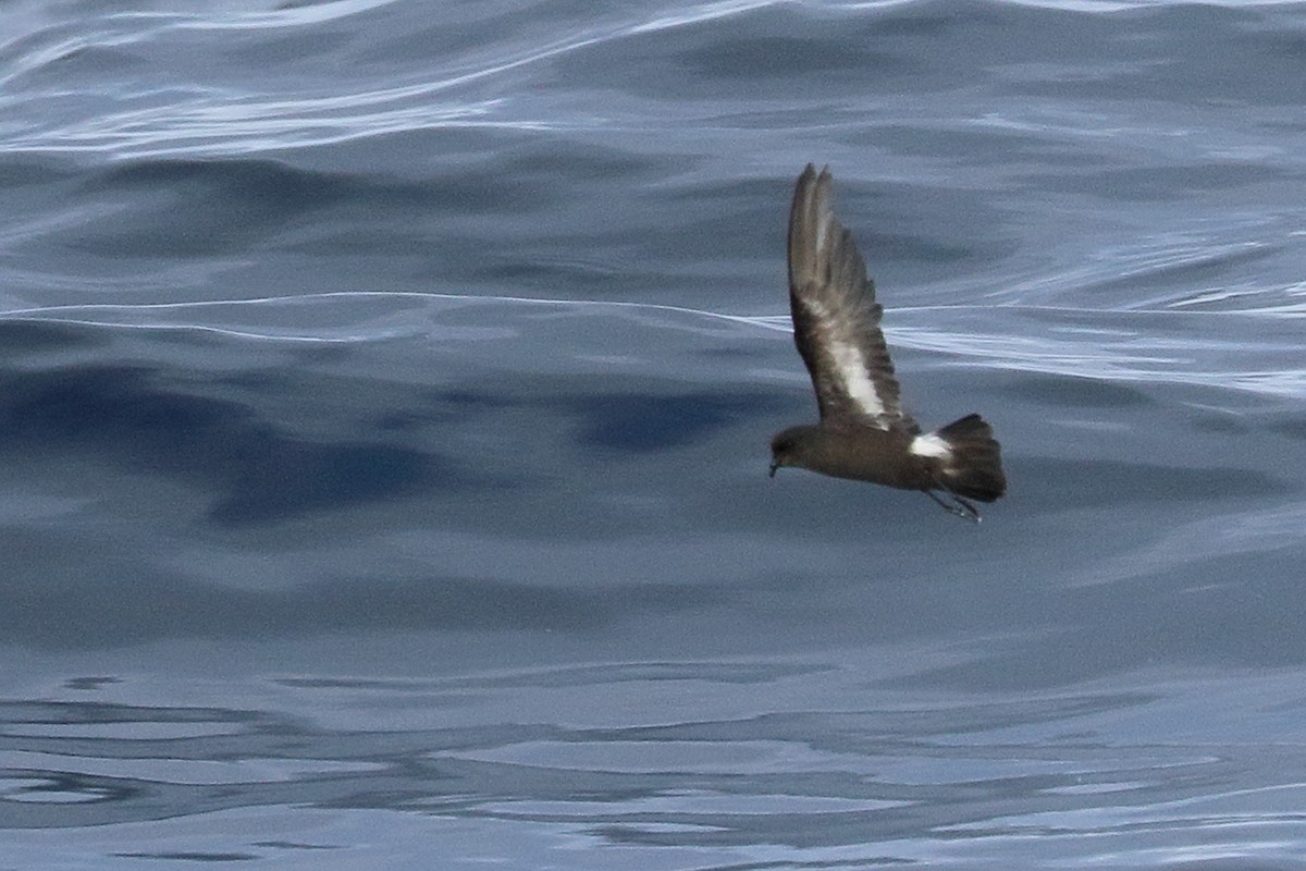 European Storm-Petrel - ML645400374