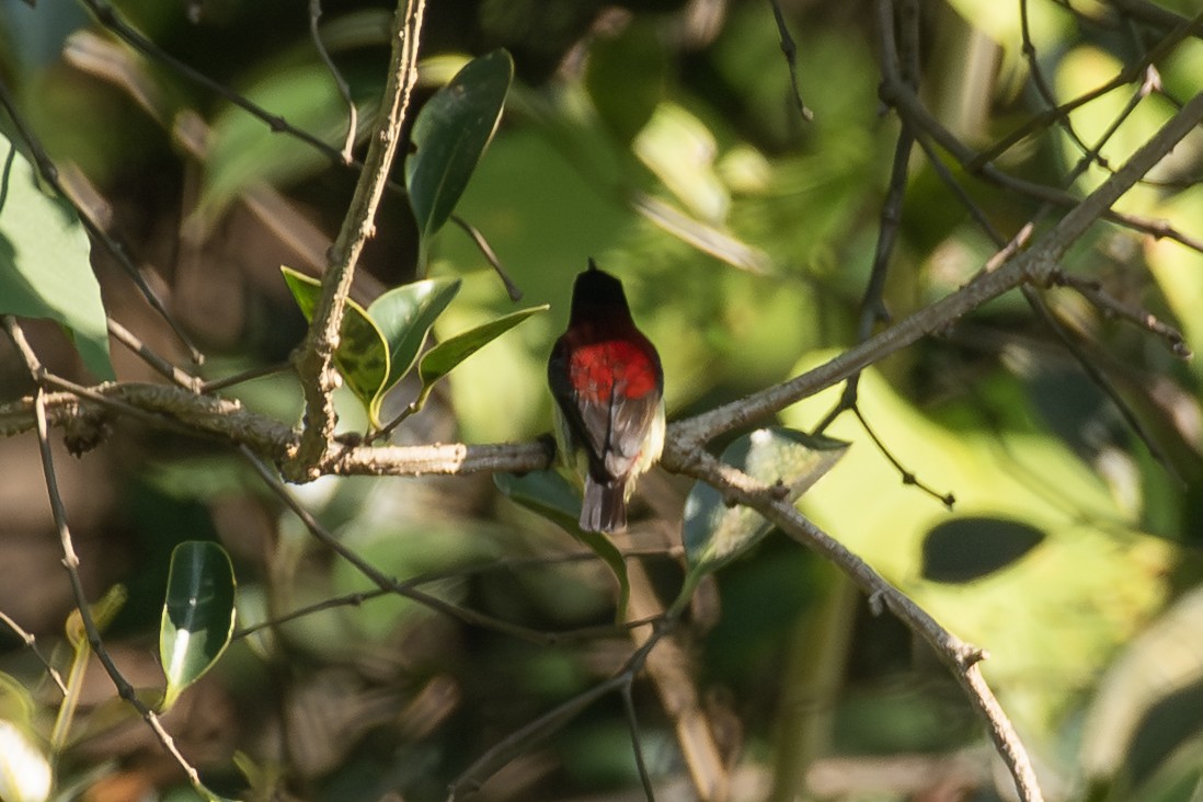 Crimson-backed Sunbird - ML645400379