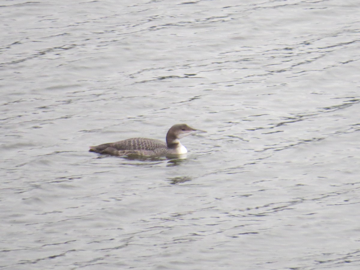Common Loon - ML645400387