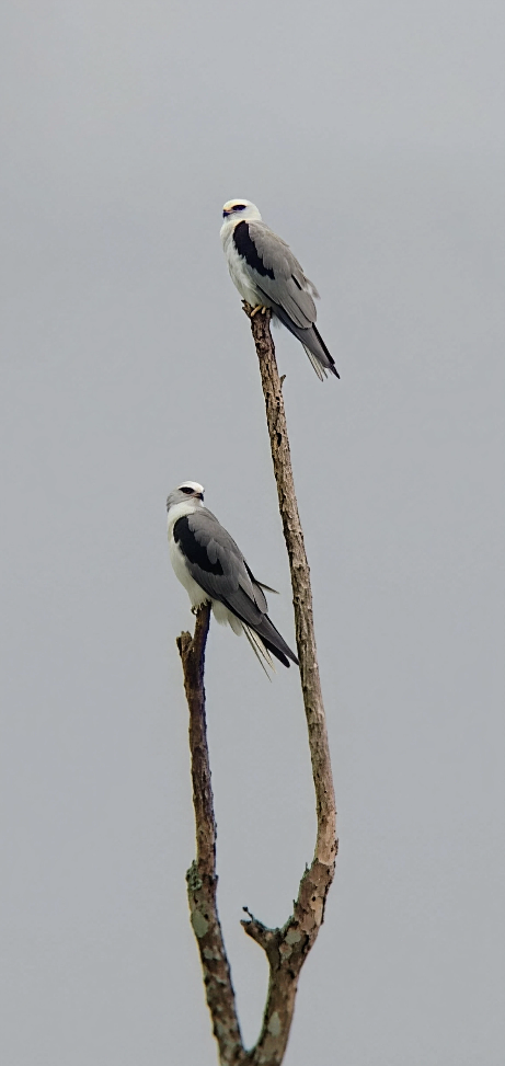 White-tailed Kite - ML645400417