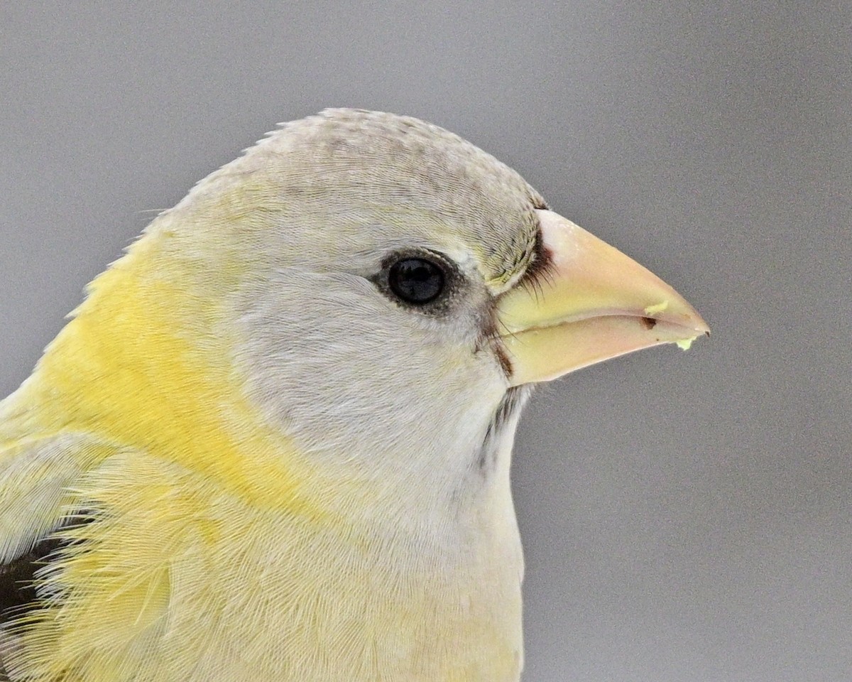 Evening Grosbeak - ML645400420