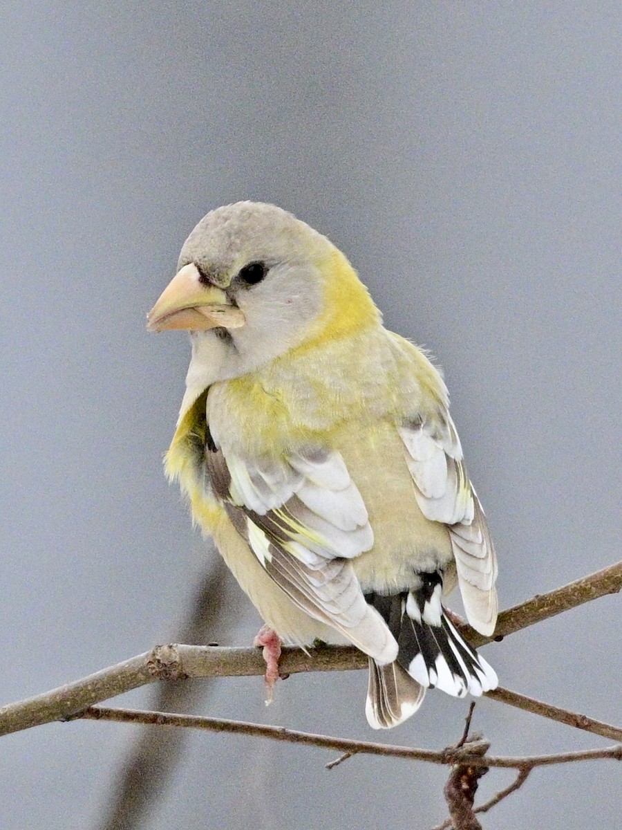 Evening Grosbeak - ML645400421