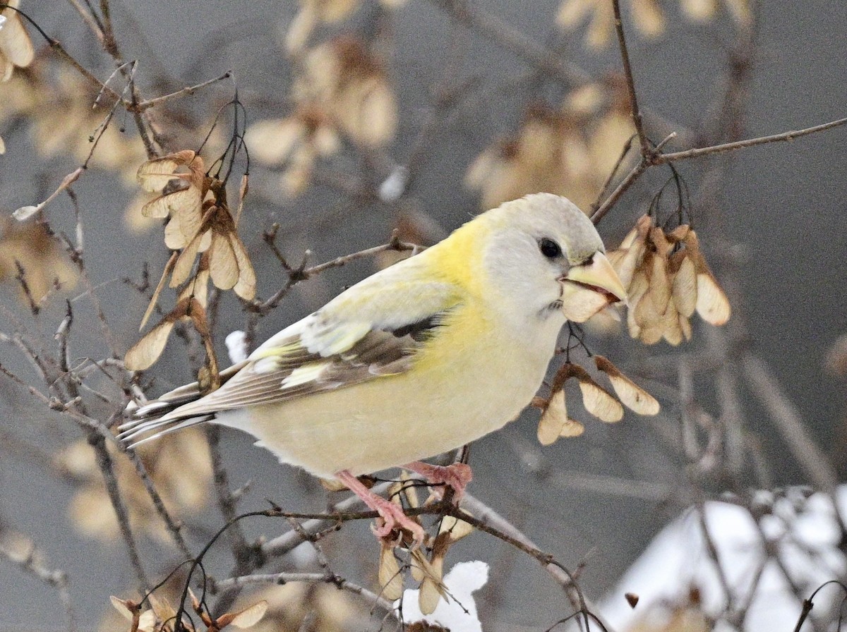 Evening Grosbeak - ML645400422