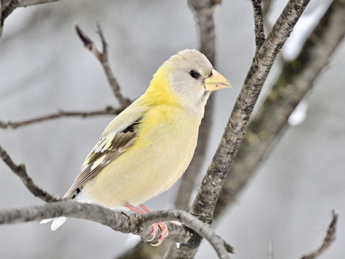 Evening Grosbeak - ML645400423