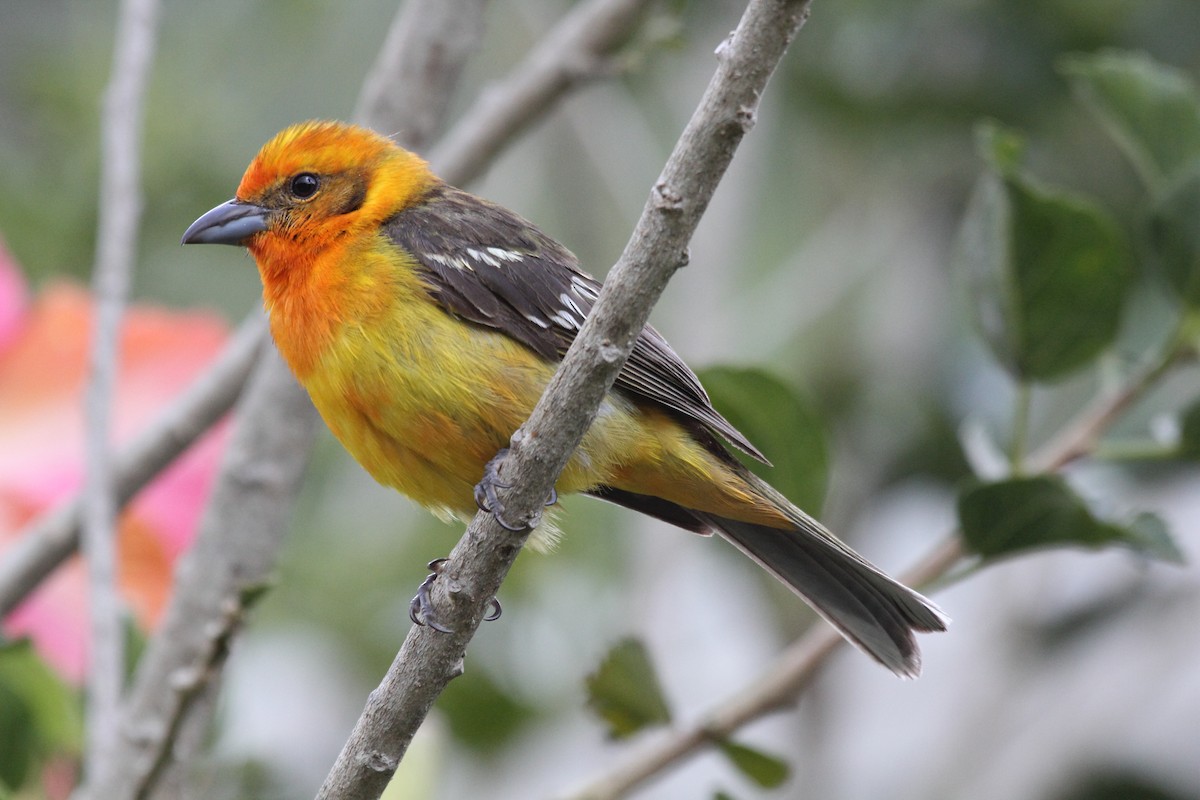 Flame-colored Tanager - ML645400425