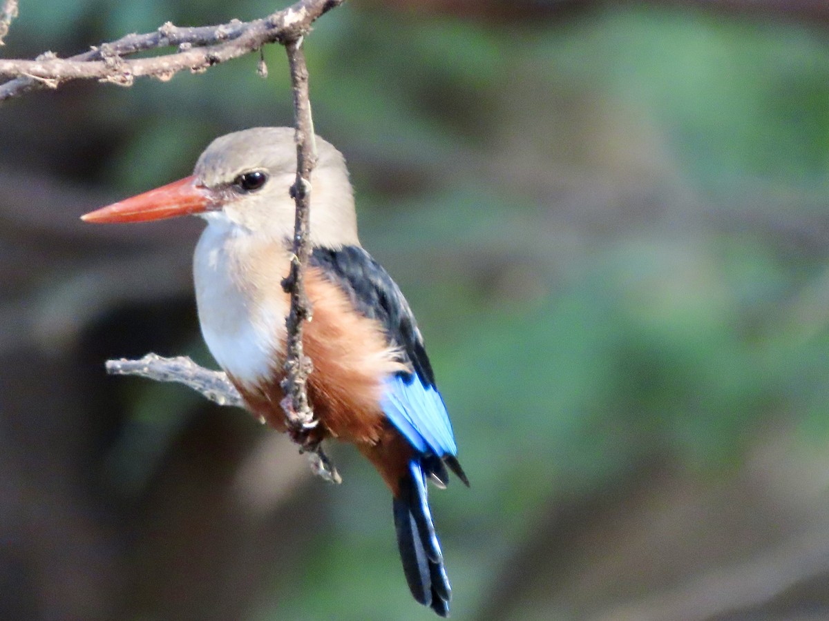 Martin-chasseur à tête grise - ML645400441