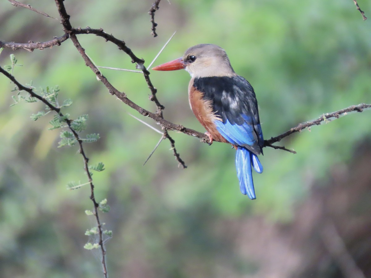Martin-chasseur à tête grise - ML645400442