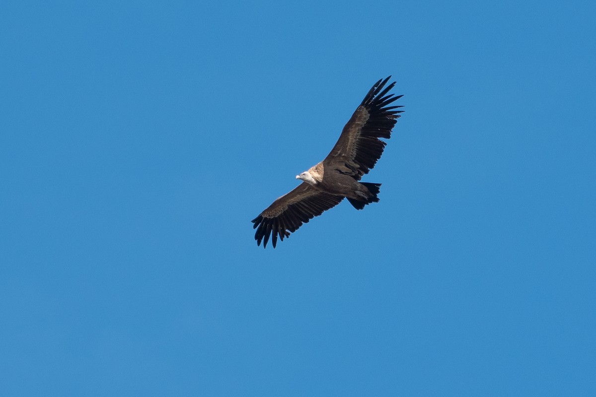 נשר מקראי - ML645400449