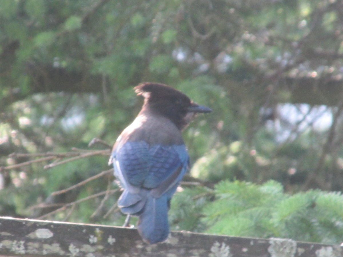 Steller's Jay - ML645400453