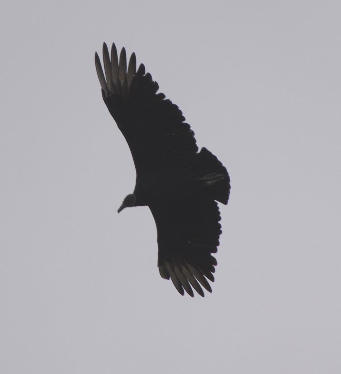 Black Vulture - ML645400464