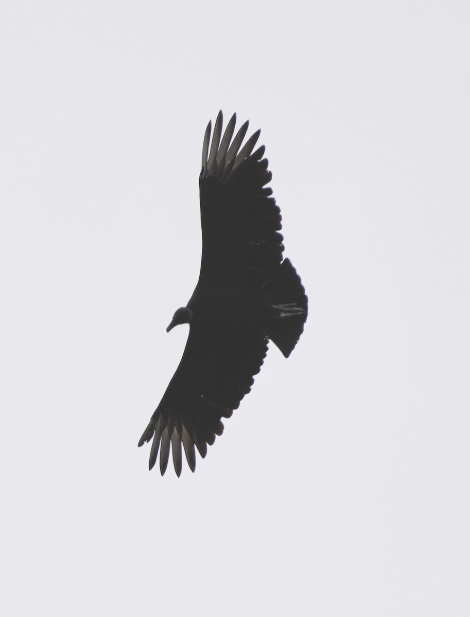 Black Vulture - ML645400465