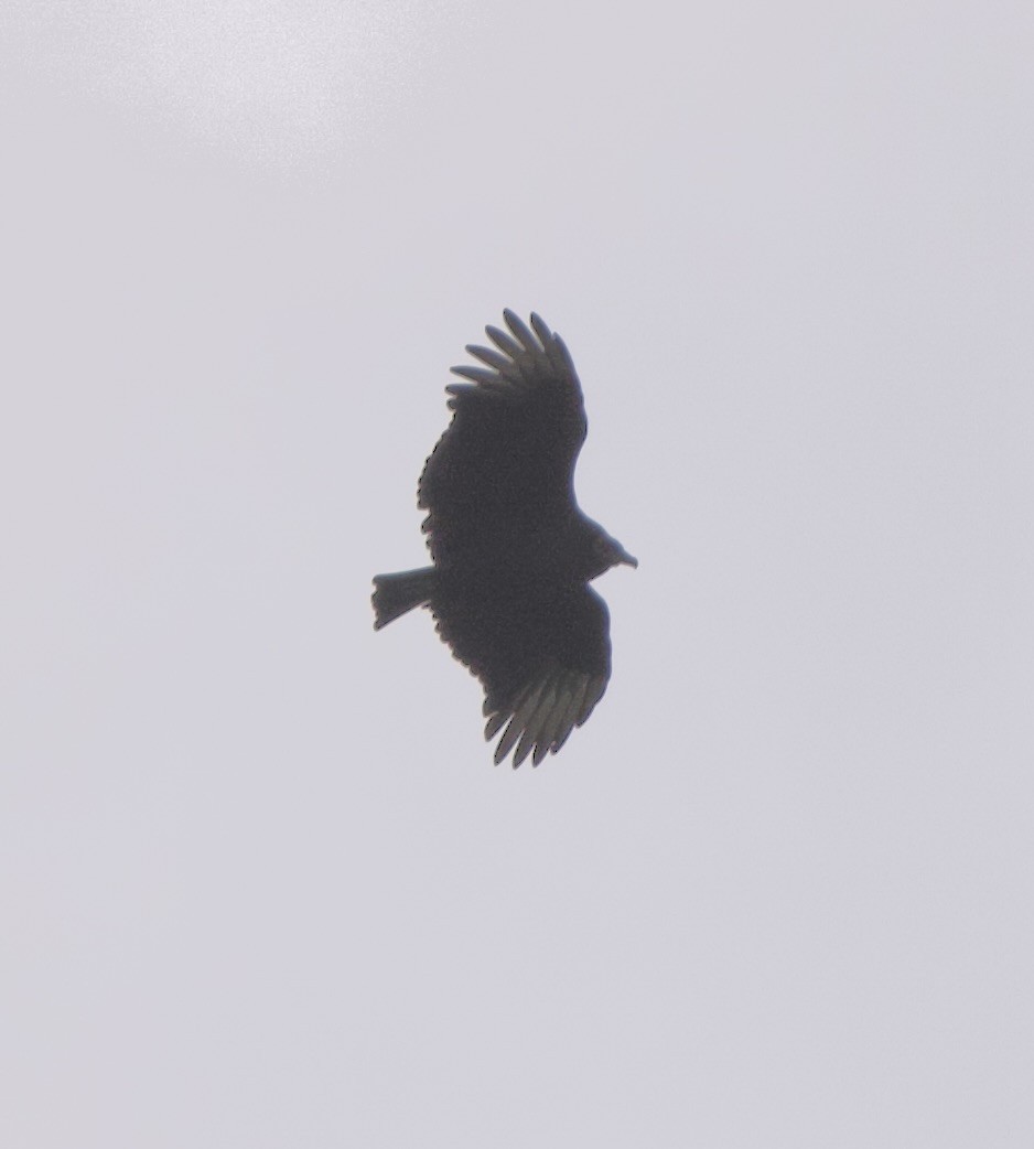 Black Vulture - ML645400466