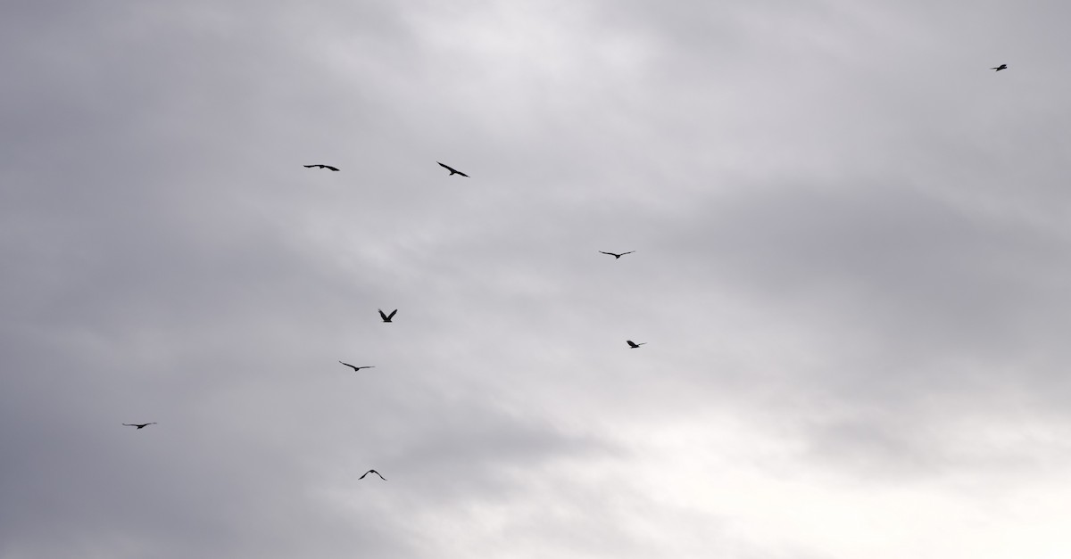 Black Vulture - ML645400467