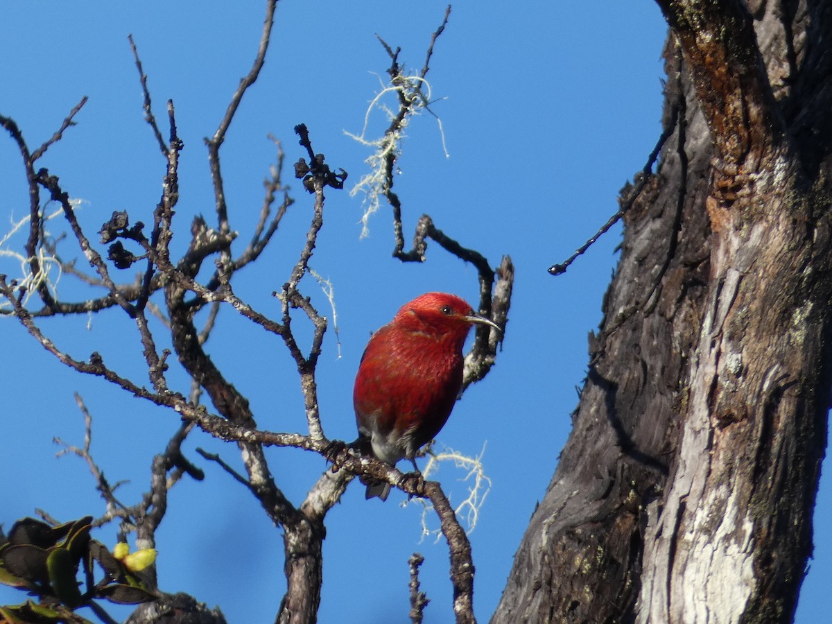 Apapane - ML645400469