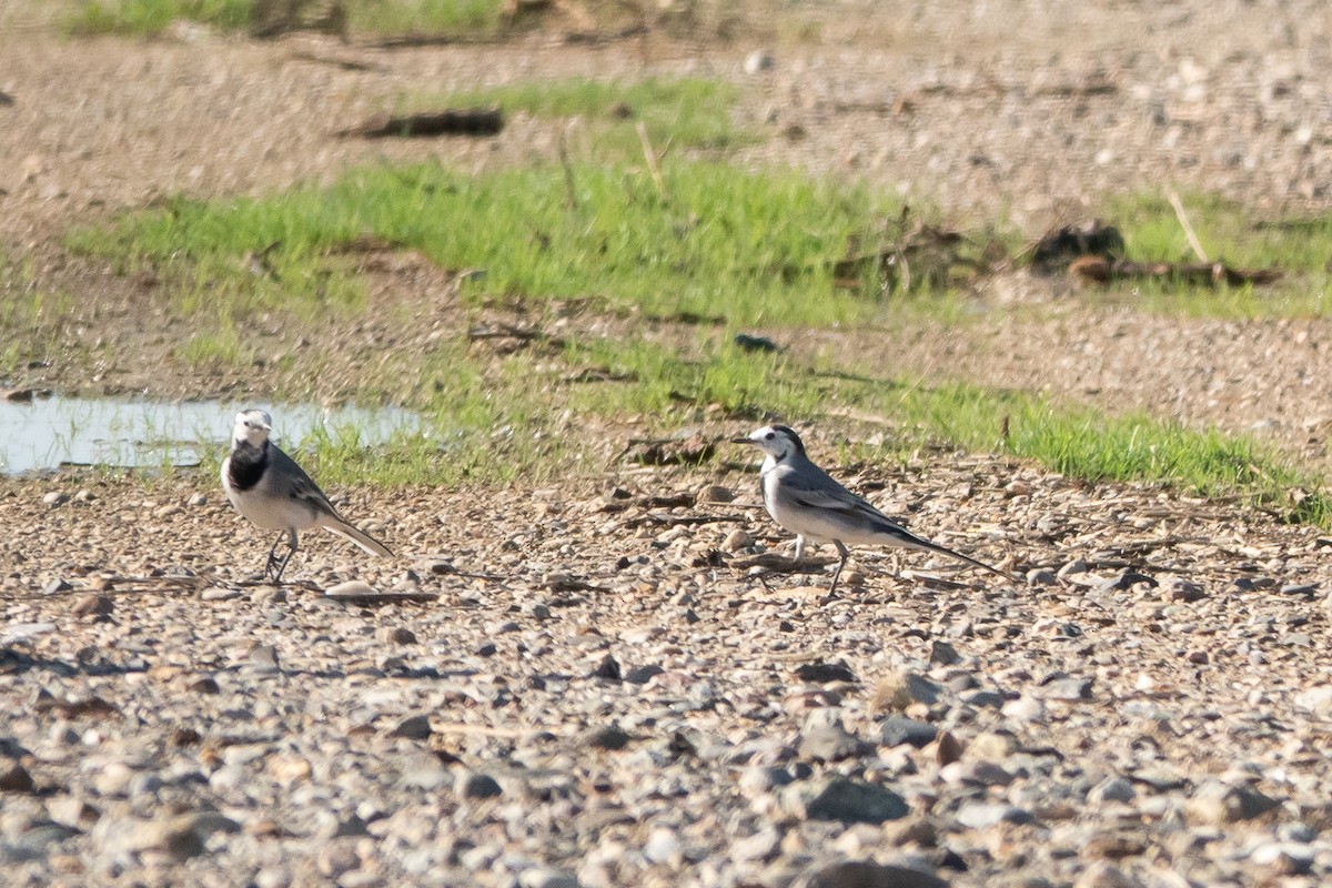 White Wagtail (White-faced) - ML645400482