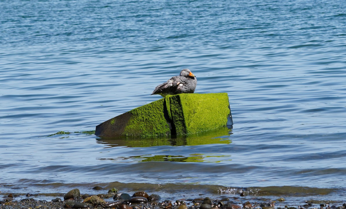 Flightless Steamer-Duck - ML645400483