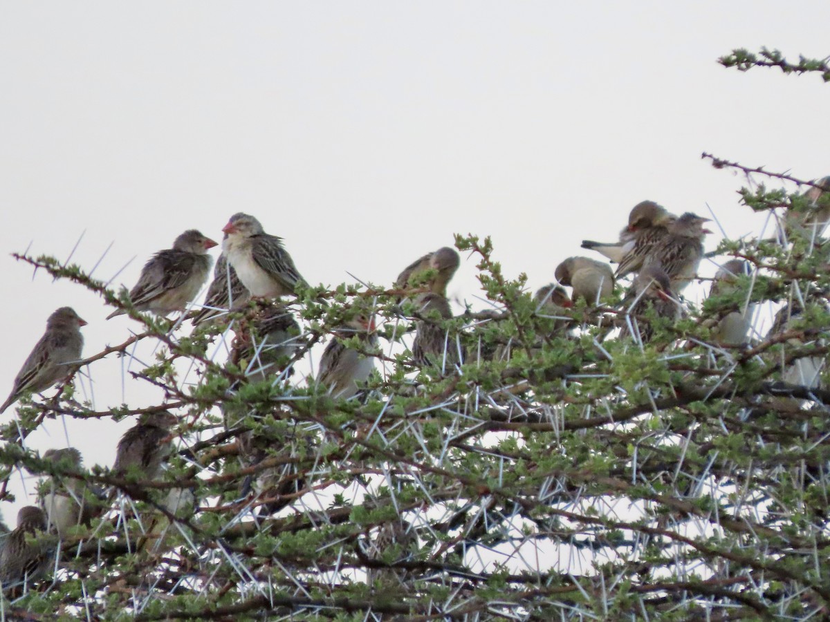 Red-billed Quelea - ML645400484