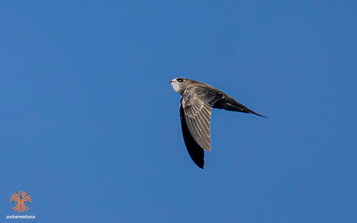 Common/Pallid Swift - ML645400485