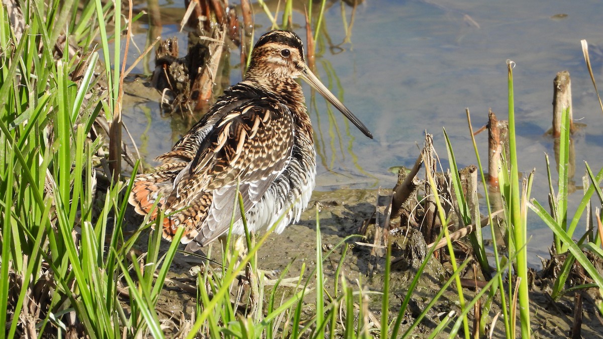 חרטומית ביצות - ML645400489