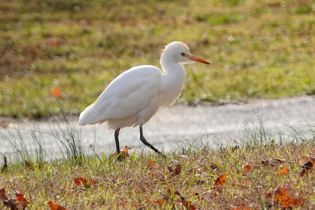 Western Cattle-Egret - ML645400491