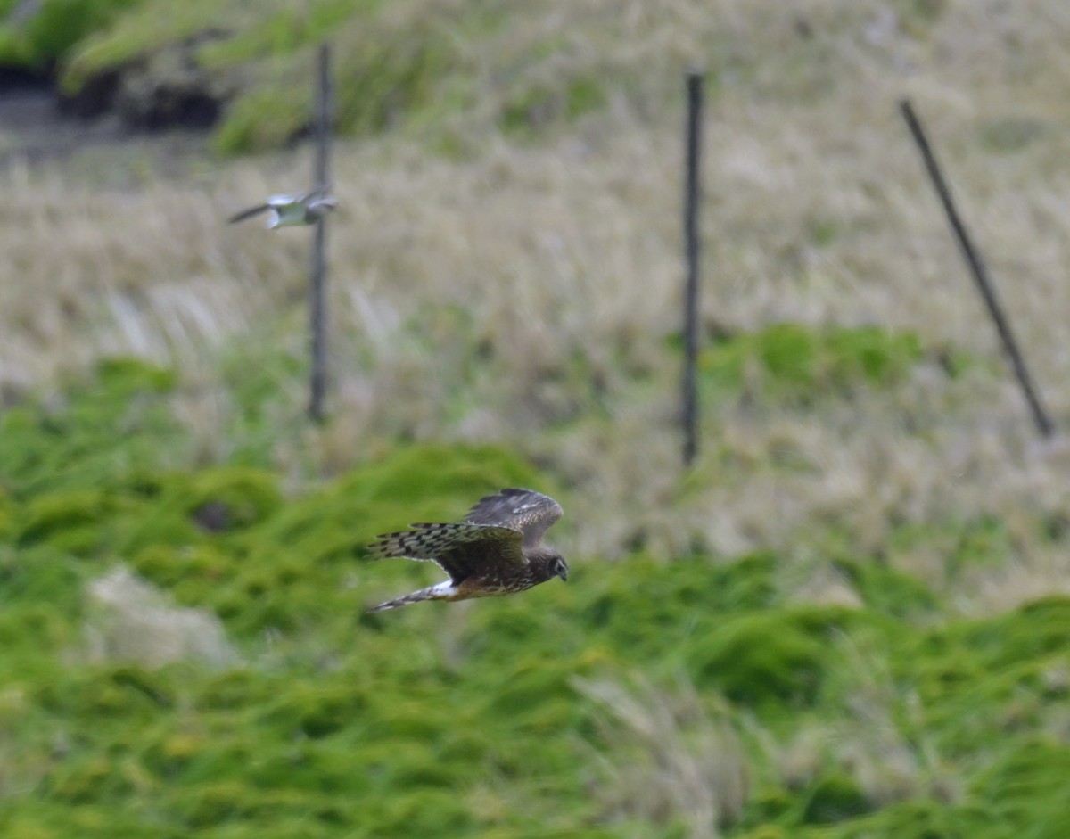 Cinereous Harrier - ML645400495