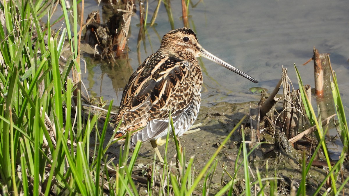 חרטומית ביצות - ML645400497