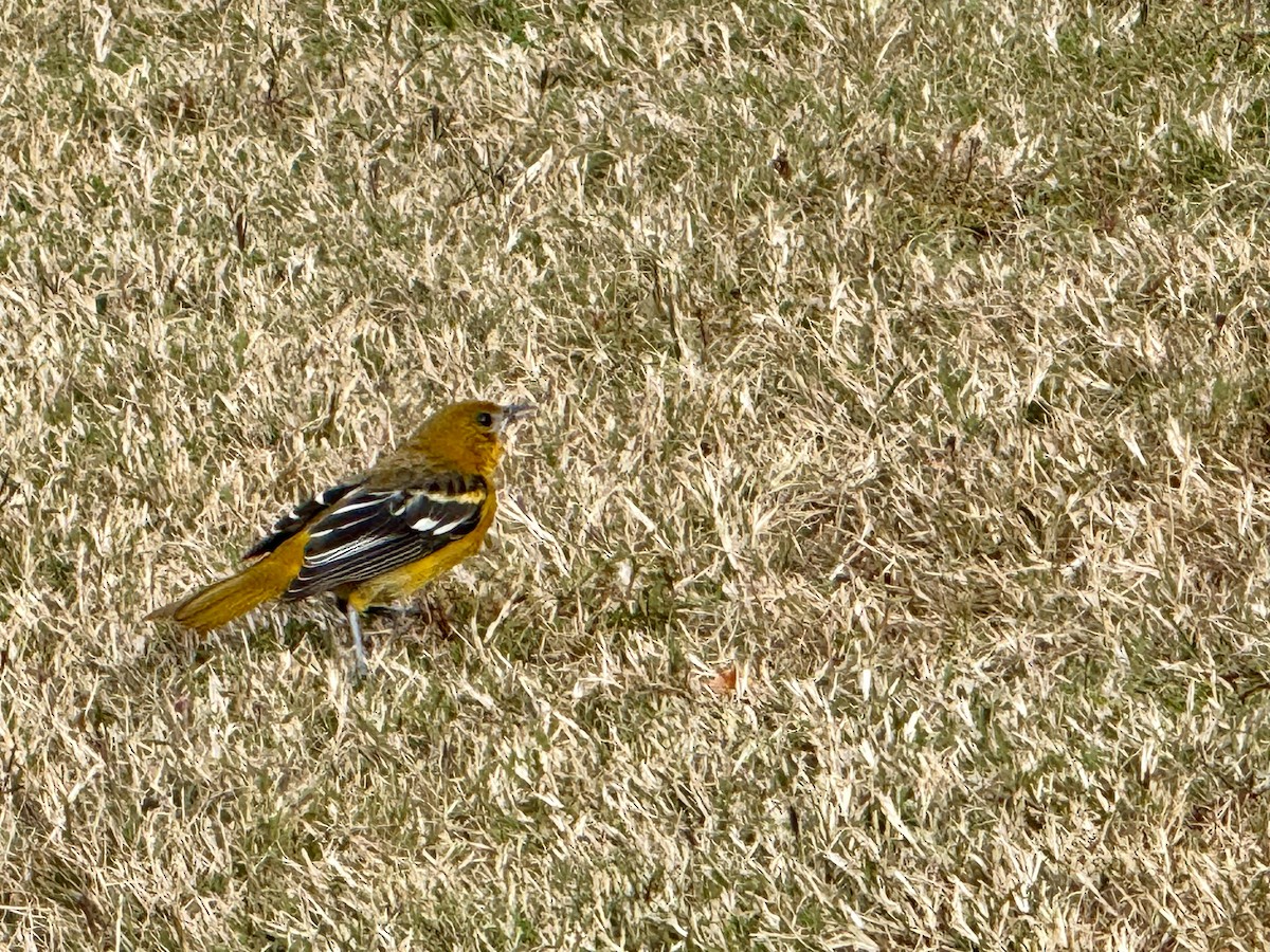 Baltimore Oriole - ML645400501