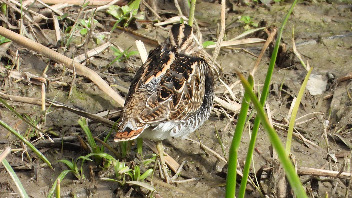 חרטומית ביצות - ML645400502