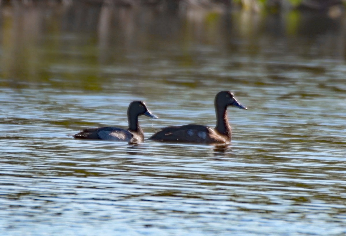 Чернь морська - ML645400504