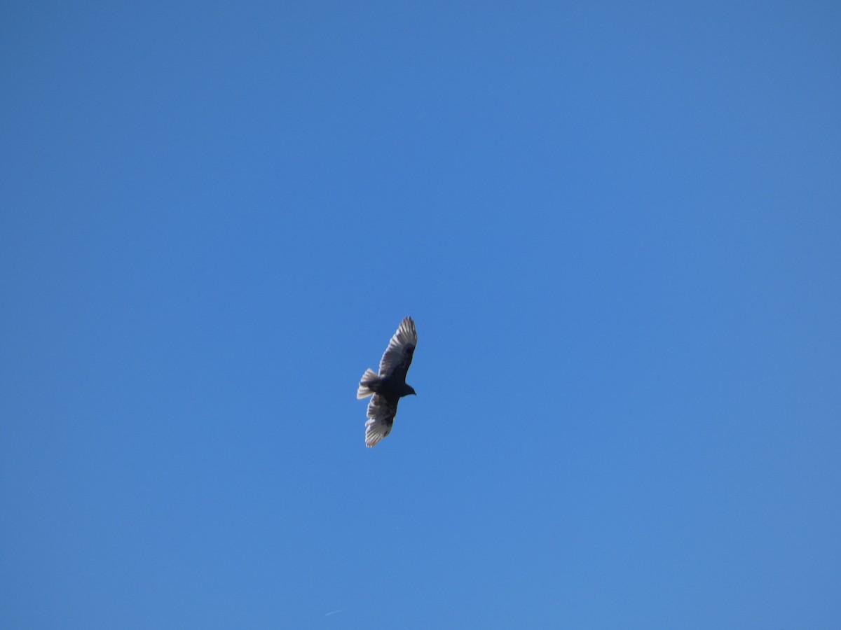 Hawaii Şahini - ML645400505