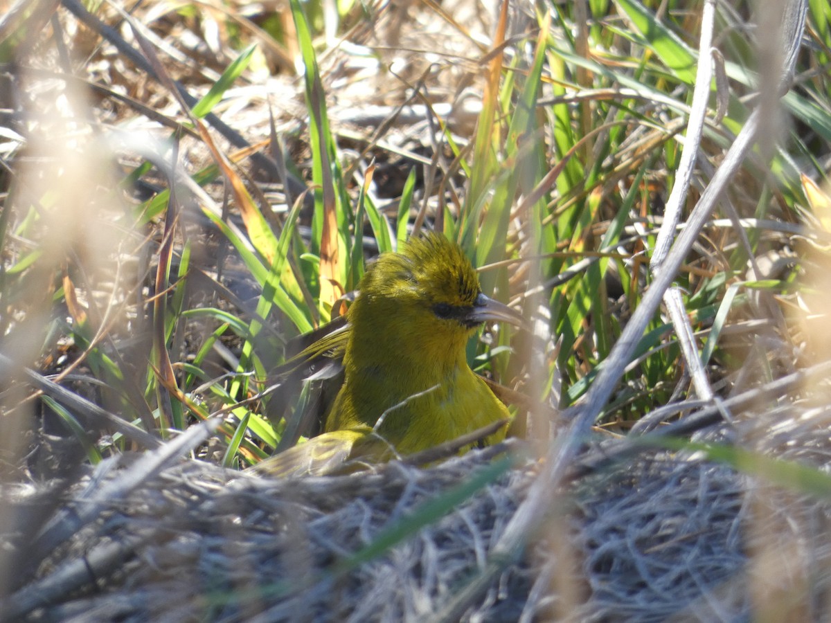 Hawaii Amakihi - ML645400511