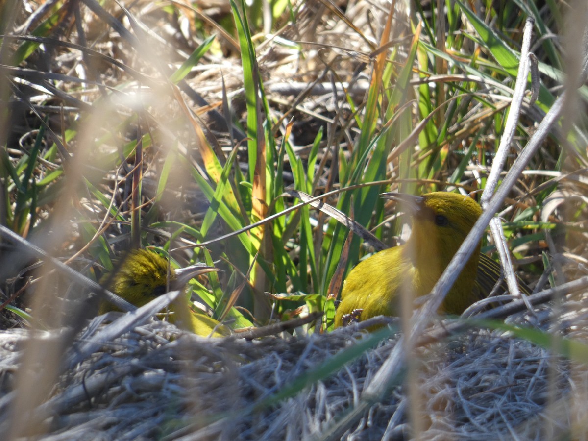 Hawaii Amakihi - ML645400512